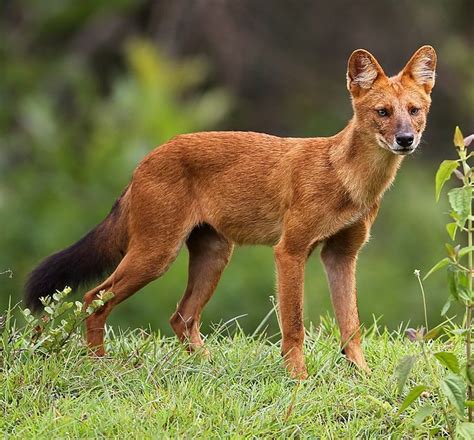 asian wild dog crossword|asian wild dog.